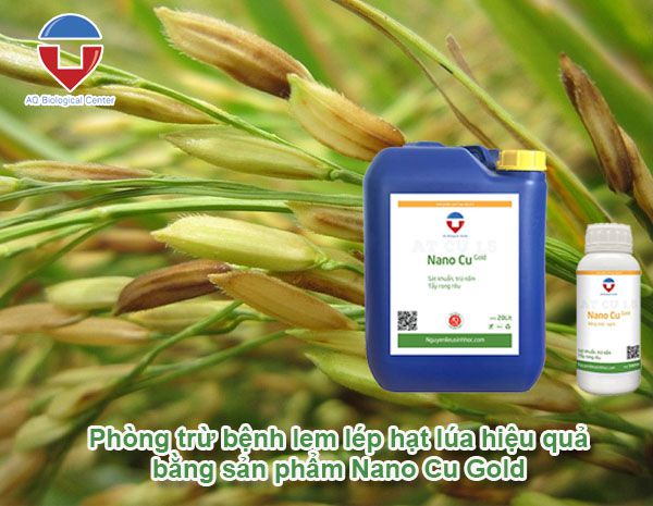 bệnh lem lép hạt lúa nguyên nhân do đâu? Phòng trừ thế nào?