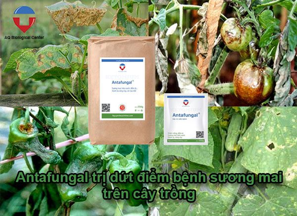 Bệnh sương mai trên cây trồng, cách nhận biết và phòng trừ