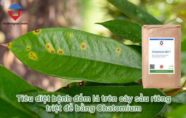 Bệnh đốm lá trên cây sầu riêng nguyên nhân & cách phòng trị