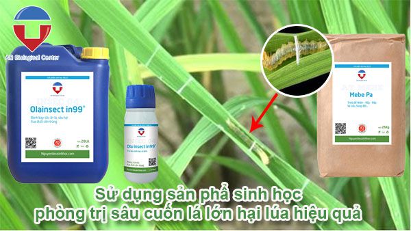 Sâu cuốn lá lớn hại lúa cách nhận biết và phòng trừ hiệu quả