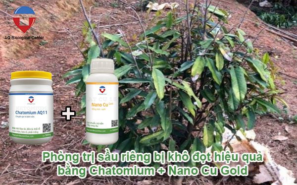 Sầu riêng bị khô đọt: Nguyên nhân và cách xử lý