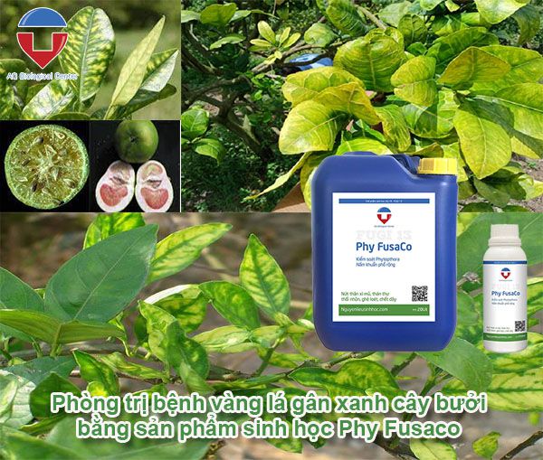 Bệnh vàng lá gân xanh trên cây bưởi cách nhân biết và phòng trừ