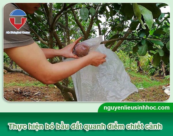 Cách chiết cành bưởi đúng kỹ thuật ra rễ nhanh và khỏe mạnh