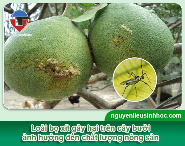 Cách phòng trừ sâu bệnh trên cây bưởi hiệu quả, tiết kiệm
