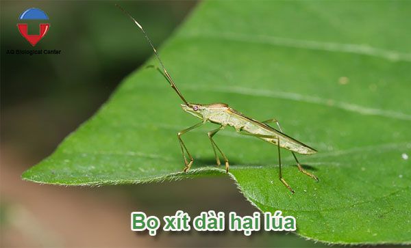 Các loại sâu bệnh hại lúa phổ biến và cách phòng trừ