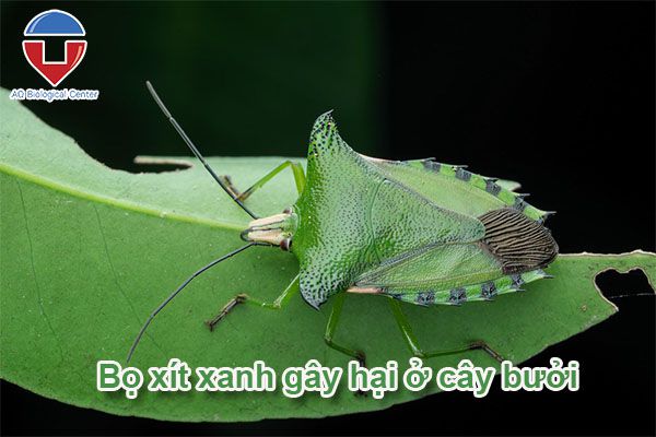 Sâu bệnh hại bưởi: Cách nhận biết và phòng trừ hiệu quả