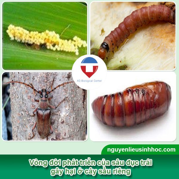 Sâu đục trái sầu riêng và biện pháp phòng trừ hiệu quả