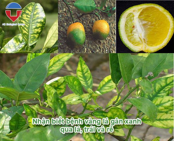 Bệnh vàng lá gân xanh trên cây có múi và cách phòng trị