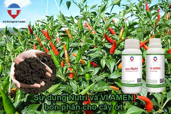 Kỹ thuật trồng ớt và cách chăm sóc cho ra trái xum xuê