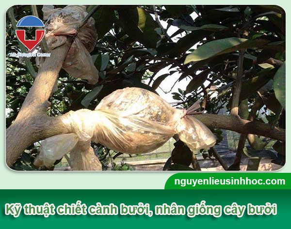 Cách chiết cành bưởi đúng kỹ thuật ra rễ nhanh và khỏe mạnh