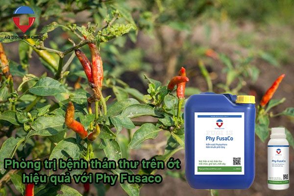 Bệnh thán thư trên ớt nguyên nhân do đâu và cách phòng trị