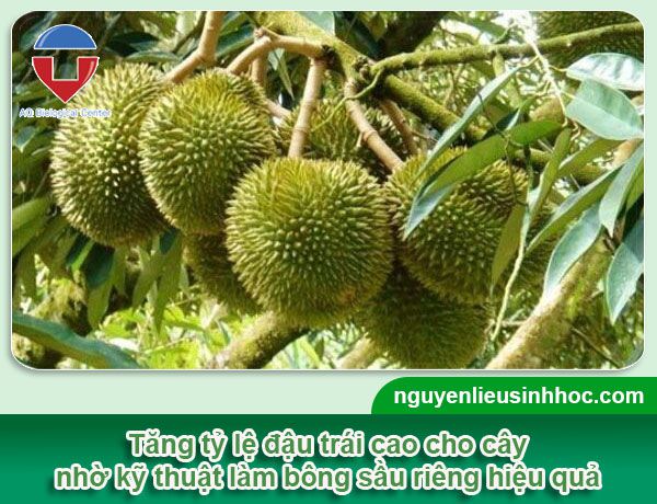 Kỹ thuật làm bông sầu riêng hiệu quả, tăng tỷ lệ đậu trái