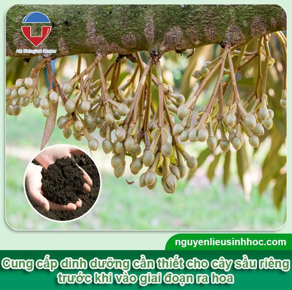Kỹ thuật làm bông sầu riêng hiệu quả, tăng tỷ lệ đậu trái
