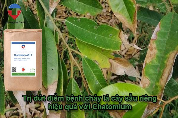 Các bệnh thường gặp ở cây sầu riêng và cách phòng trừ