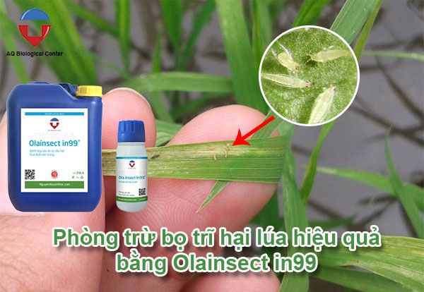 Bọ trĩ hại lúa và biện pháp phòng trừ hiệu quả, tiết kiệm
