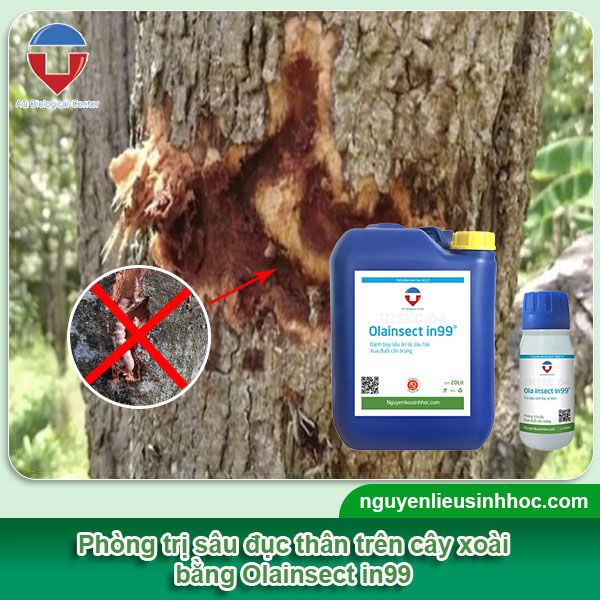 Cách trị sâu đục thân trên cây xoài hiệu quả, tiết kiệm