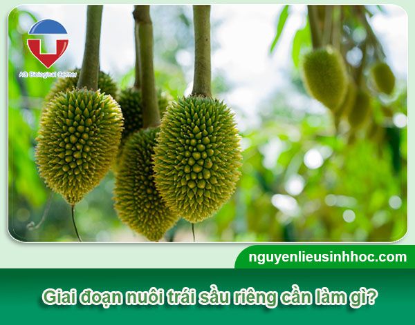 Bí quyết chăm sóc sầu riêng giai đoạn nuôi trái hiệu quả