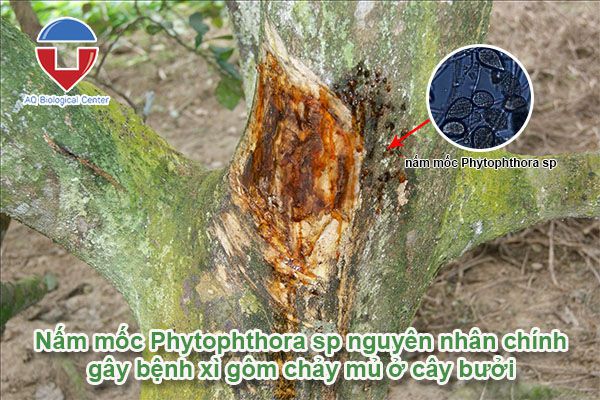 Cây bưởi bị chảy nhựa, xì gôm do đâu? Phòng trị thế nào?