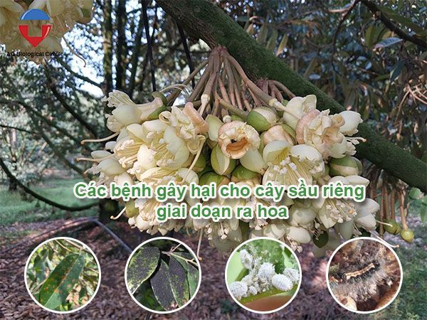 Chăm sóc sầu riêng ra hoa đúng kỹ thuật tăng tỷ lệ đậu trái