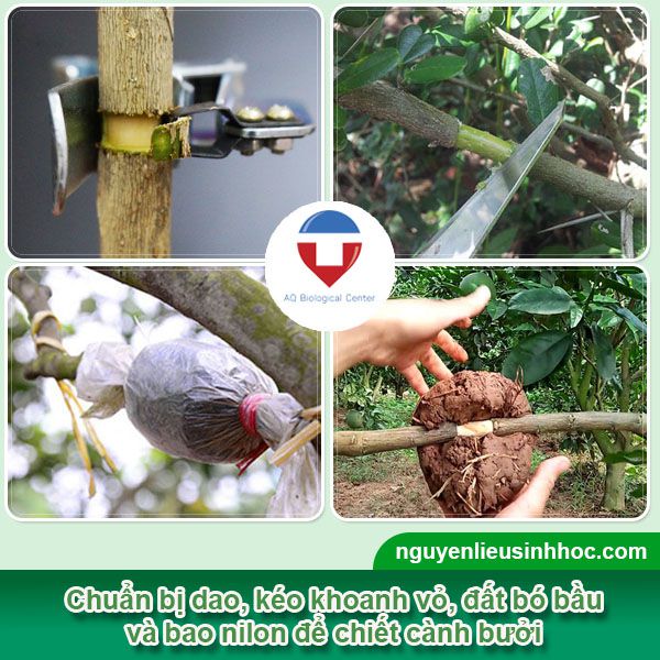 Cách chiết cành bưởi đúng kỹ thuật ra rễ nhanh và khỏe mạnh