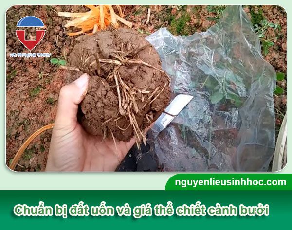 Cách chiết cành bưởi đúng kỹ thuật ra rễ nhanh và khỏe mạnh
