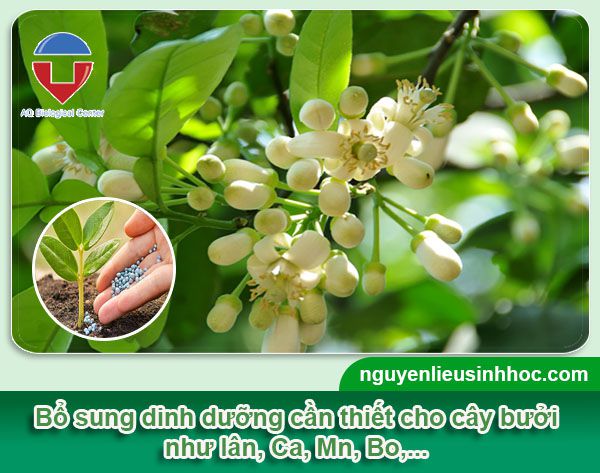 Xử lý ra hoa bưởi da xanh hiệu quả, an toàn, tiết kiệm