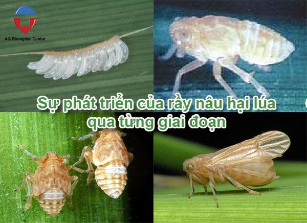 Rầy nâu hại lúa là gì? cách phòng trừ hiệu quả, tiết kiệm