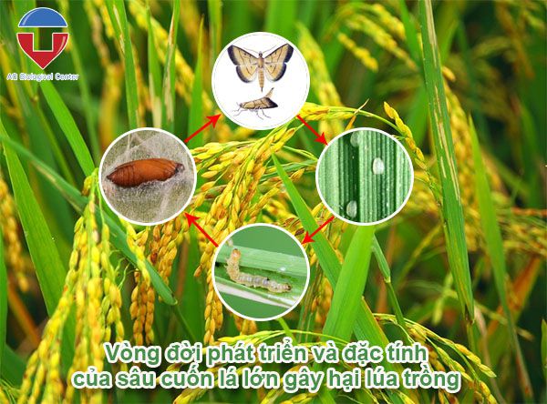 Sâu cuốn lá lớn hại lúa cách nhận biết và phòng trừ hiệu quả