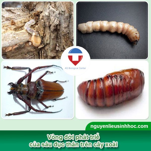 Cách trị sâu đục thân trên cây xoài hiệu quả, tiết kiệm