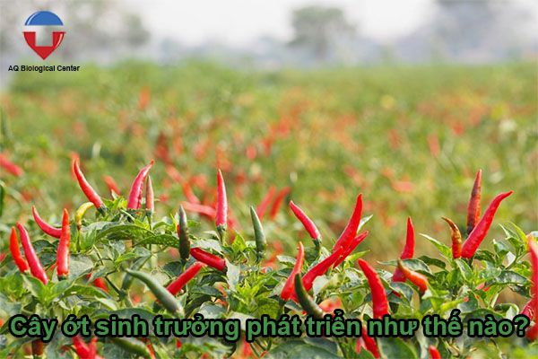 Kỹ thuật trồng ớt và cách chăm sóc cho ra trái xum xuê