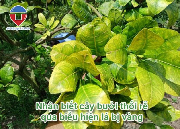 Cây bưởi bị thối rễ nguyên nhân do đâu và cách khắc phục
