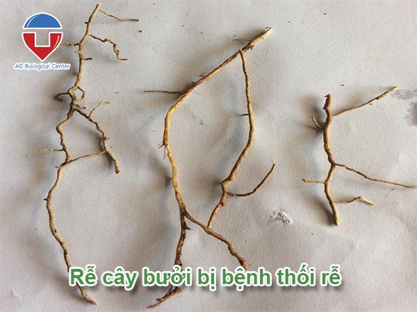 Cây bưởi bị thối rễ nguyên nhân do đâu và cách khắc phục