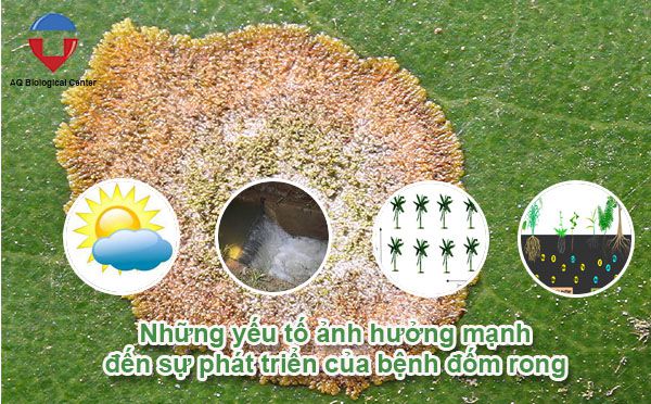 Bệnh đốm rong cây sầu riêng nguyên nhân và cách phòng trừ