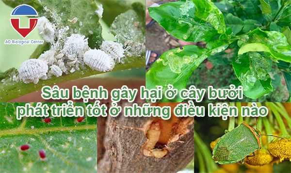 Sâu bệnh hại bưởi: Cách nhận biết và phòng trừ hiệu quả