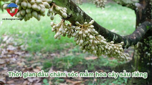 Xử lý ra hoa sầu riêng hiệu quả, tăng tỷ lệ đậu trái