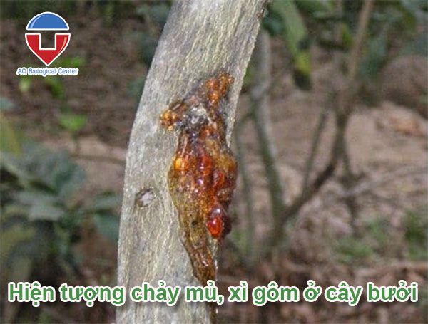 Cây bưởi bị chảy nhựa, xì gôm do đâu? Phòng trị thế nào?