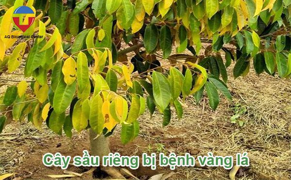 Sầu riêng bị vàng lá nguyên nhân do đâu và cách phòng trừ