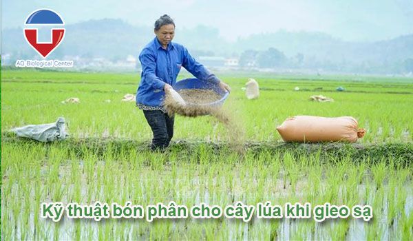 Kỹ thuật chăm sóc lúa gieo sạ đạt năng suất cao, trúng mùa