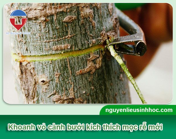 Cách chiết cành bưởi đúng kỹ thuật ra rễ nhanh và khỏe mạnh