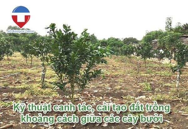 Bưởi bị khô múi, sượng múi: Nguyên nhân và cách khắc phục