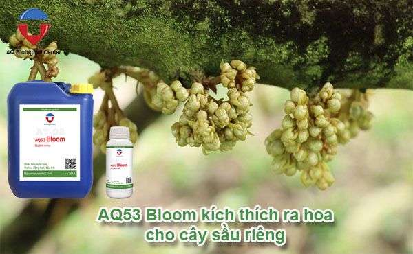 Kỹ thuật xử lý ra hoa sầu riêng nghịch vụ hiệu quả, an toàn