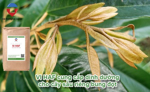 Kỹ thuật xử lý ra hoa sầu riêng nghịch vụ hiệu quả, an toàn