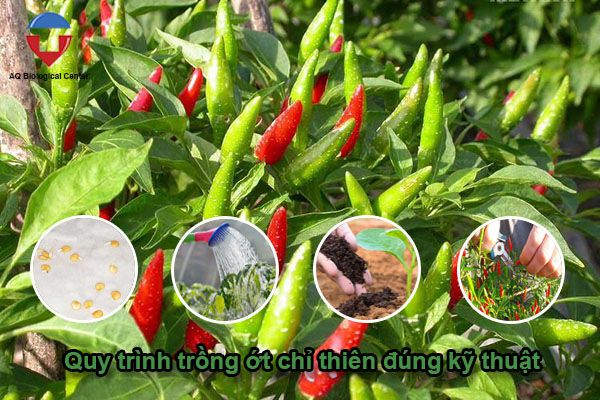 Kỹ thuật trồng ớt chỉ thiên đạt năng suất cao, lợi nhuẩn lớn