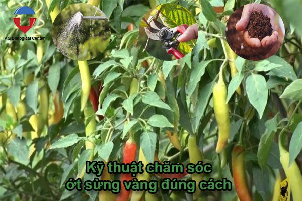 Kỹ thuật trồng ớt sừng vàng siêu đậu trái, đơn giản, dễ làm