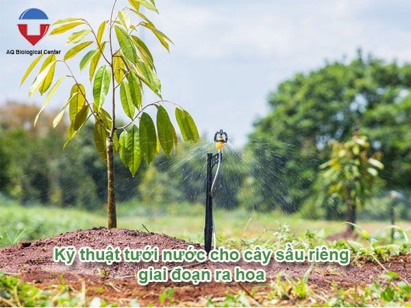 Chăm sóc sầu riêng ra hoa đúng kỹ thuật tăng tỷ lệ đậu trái