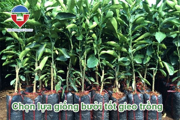 Bưởi bị khô múi, sượng múi: Nguyên nhân và cách khắc phục