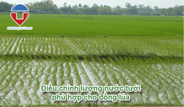 Kỹ thuật chăm sóc lúa gieo sạ đạt năng suất cao, trúng mùa