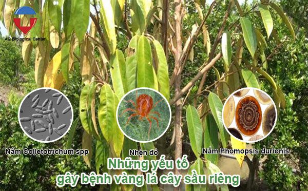 Sầu riêng bị vàng lá nguyên nhân do đâu và cách phòng trừ