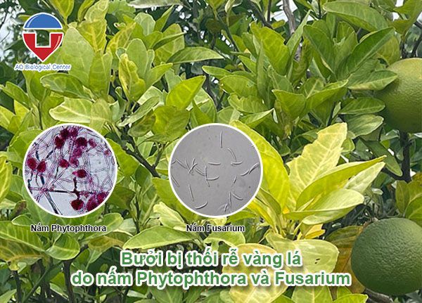 Cây bưởi bị thối rễ nguyên nhân do đâu và cách khắc phục