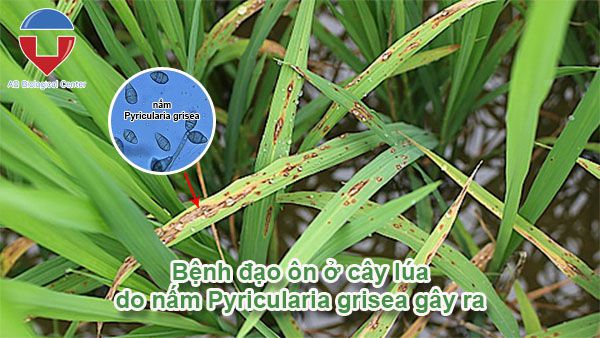 Bệnh đạo ôn hại lúa: nguyên nhân - dấu hiệu - cách phòng trị
